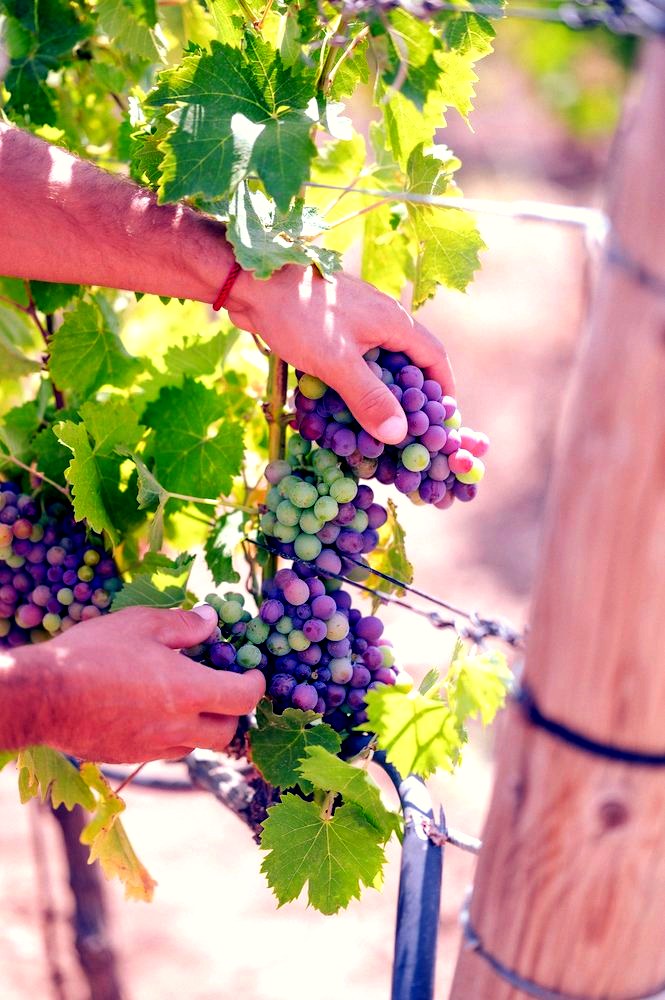 Vendanges à la main
