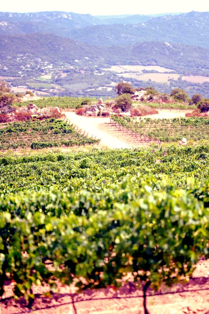 Les Vins